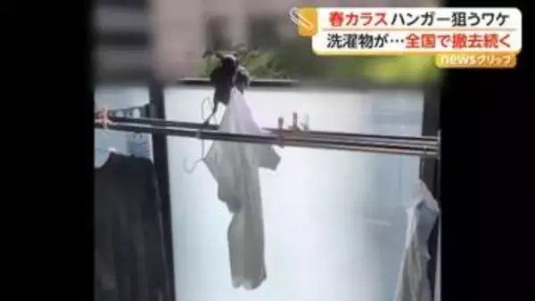 カラスがベランダからハンガー“持ち去る”　器用に洗濯物を外す様子も　巣作りシーズン各地で撤去作業も