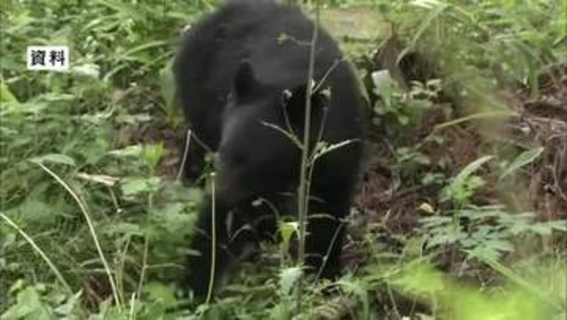 約20年ぶりツキノワグマ狩猟を東京都が限定解禁へ　春以降クマ目撃相次ぎ襲われた可能性ある遺体も　2027年度から