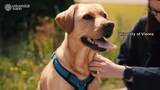 「犬が人間の表情から感情読み取る　幸せそうな表情の写真で喜びの感覚に関わる脳の領域活発に　ウィーンの大学研究チーム」の画像1