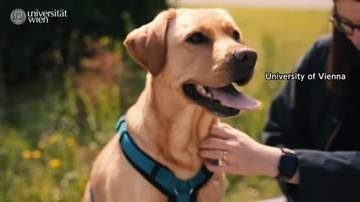 犬が人間の表情から感情読み取る　幸せそうな表情の写真で喜びの感覚に関わる脳の領域活発に　ウィーンの大学研究チーム