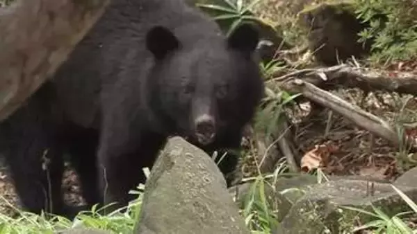 クマ被害「顔のけがが8割」救急専門医「防御姿勢が命守る」　春先の出没が急増、岩手県で前年約5倍　人里での冬眠影響か