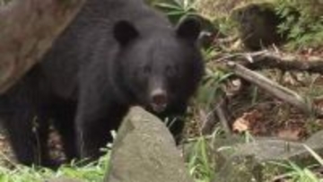 クマ被害「顔のけがが8割」救急専門医「防御姿勢が命守る」　春先の出没が急増、岩手県で前年約5倍　人里での冬眠影響か