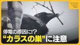 「“カラスの巣”が停電の原因に！？新潟県内では毎年6000個ほど撤去「イタチごっこも…戦っていかなければ」 発見したら通報を」の画像1
