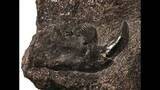 「鹿児島・下甑島で発掘の化石が新種と判明　約8000万年前の哺乳類「コシキバータル・カシマエンシス」」の画像1