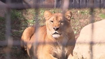 【独占取材】「北海道アニマルワールド」語る現在地 残る220匹は移籍20人が飼育「動物に罪はない。守りたい」目標は『地域との共生』無許可建築物撤去期限まで約1か月”ノースサファリ”の今〈北海道札幌市〉