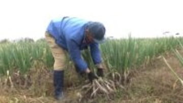 挑戦の舞台はリングから畑へ　異例の転身を遂げた元格闘家が秋田で育てる「全国どこにもない」と評される“極甘ネギ”