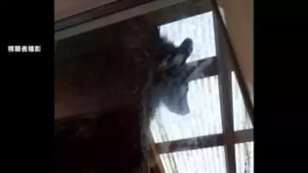 冬眠しないクマ居座りか　住宅の車庫で緊急銃猟　福島・北塩原村