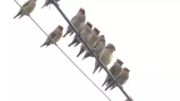 「冥土の土産」とも言われる野鳥「ヒレンジャク」が60羽飛来！頭部には長い羽、尾は「緋色」野鳥ファンを魅了する美しさ