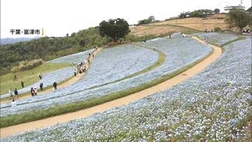 早くもGWの人も…全国的で行楽日和　マザー牧場では絶景の“青いじゅうたん”、秋田では赤ちゃんホッキョクグマの命名式