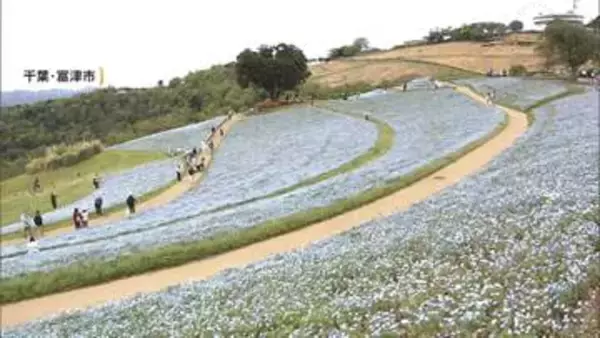 早くもGWの人も…全国的で行楽日和　マザー牧場では絶景の“青いじゅうたん”、秋田では赤ちゃんホッキョクグマの命名式