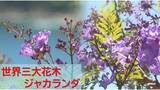 「過去最高の花つき！世界三大花木「ジャカランダ」が見頃　青紫の花に染まる絶景【宮崎】」の画像1