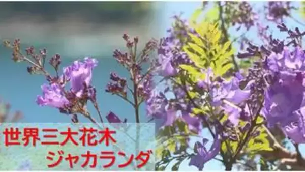 過去最高の花つき！世界三大花木「ジャカランダ」が見頃　青紫の花に染まる絶景【宮崎】
