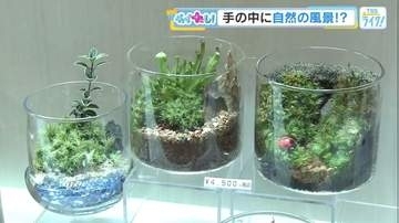 夏こそ“目で感じる涼しさ”を暮らしに　人気上昇中のコケテラリウムとは？　マニアを魅了する食虫植物も【広島発】