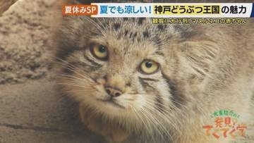 可愛すぎる“マヌルネコ”の赤ちゃんが大人気「神戸どうぶつ王国」　絶滅危惧種・ハシビロコウの“お辞儀”を飼育員が無視する理由とは【大東駿介てくてく学】