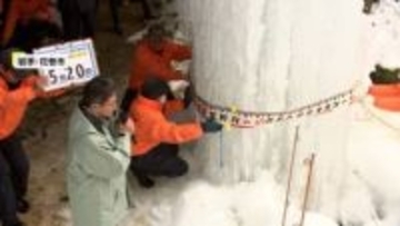 祝日に久々の雨…早咲きの河津桜は人出少なく「ゆっくり見られる」　岩手や高知は伝統のお祭りに大熱狂　週末は気温急上昇　日曜都心は17℃か