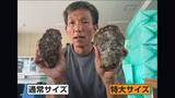 「猛暑でも岩ガキ豊漁！旬の味覚に“嬉しい異変”…手のひら超え“特大サイズ”も続々　水揚げ量2割増の産地も」の画像1