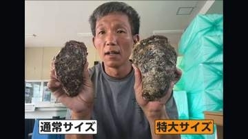 猛暑でも岩ガキ豊漁！旬の味覚に“嬉しい異変”…手のひら超え“特大サイズ”も続々　水揚げ量2割増の産地も