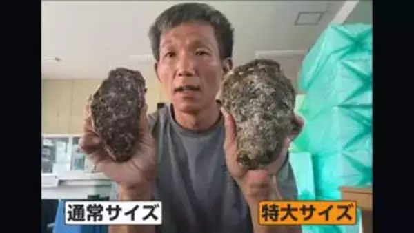 猛暑でも岩ガキ豊漁！旬の味覚に“嬉しい異変”…手のひら超え“特大サイズ”も続々　水揚げ量2割増の産地も