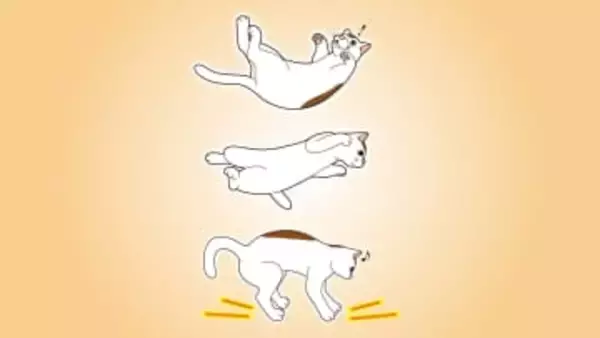 逆さに落ちても着地できるのはなぜ？宇宙飛行士も真似る体勢の立て直し方。何度も落とされてわかった猫の反射能力