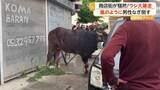 「「倒したぞ！」商店街で牛が大暴走…男性に突進タックルで騒然　住宅街では嵐で屋根“吹っ飛び”危うく衝突も　トルコ」の画像1