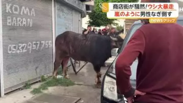 「倒したぞ！」商店街で牛が大暴走…男性に突進タックルで騒然　住宅街では嵐で屋根“吹っ飛び”危うく衝突も　トルコ