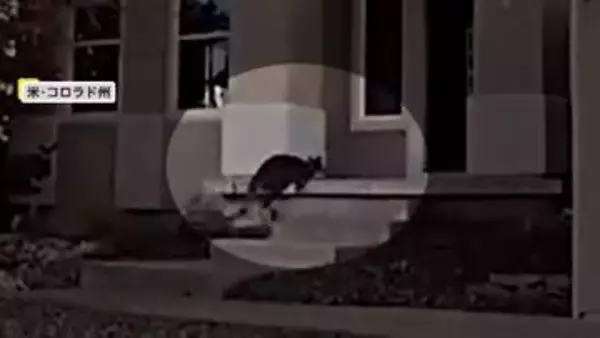 「脱走した「チャーリー」は飼いワラビー　SNSで話題の“有名人 ”…高速に脱走した牛　飼い主のカウボーイが投げ縄で捕獲　アメリカ」の画像