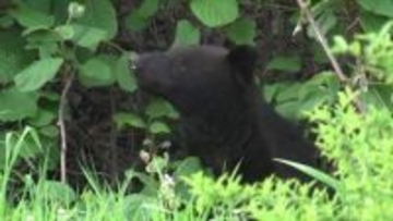 「他人事ではない」盛岡の市街地でクマの目撃情報相次ぐ　岩手大学から約3km離れた住宅街でも