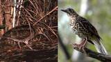 「「生息状況が改善」鹿児島・奄美大島で絶滅の恐れがある野鳥の保護事業が完了」の画像1
