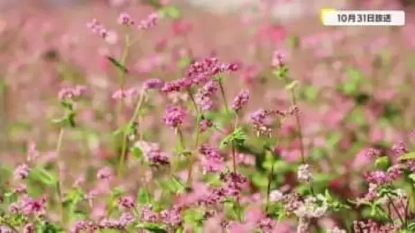 歯ごたえ◎　赤そばのそば打ちに密着　鹿児島・霧島市溝辺町　陵北自治会