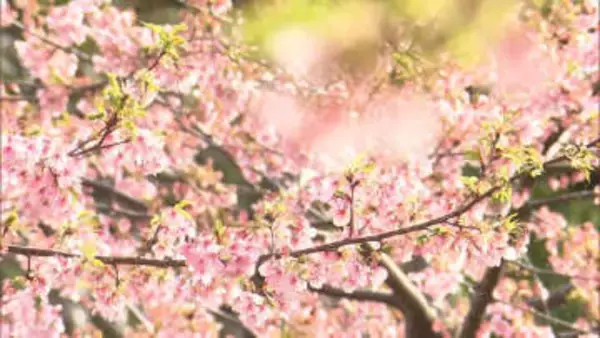 列島に春の陽気、週末はさらにポカポカ予想　28日は東京都心も4月中旬並みに　気温変化に注意