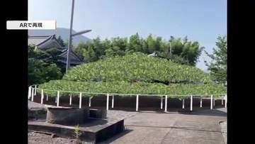 お遍路さんの心を癒やし、惜しまれながら伐採された寺の名木「不老松」現実世界で弘法大師像が見守る中…ＡＲで”復活”【香川発】