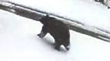 「「クマ！クマ！クマ！」被害発生、数分前の映像…温泉街で雪かき中に襲われ78歳男性が重傷　直前に別の住民も鉢合わせ　複数の防犯カメラが捉える「まだ冬眠していないクマもいる」」の画像1