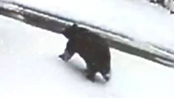 「クマ！クマ！クマ！」被害発生、数分前の映像…温泉街で雪かき中に襲われ78歳男性が重傷　直前に別の住民も鉢合わせ　複数の防犯カメラが捉える「まだ冬眠していないクマもいる」