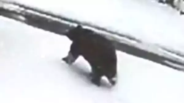 「クマ！クマ！クマ！」被害発生、数分前の映像…温泉街で雪かき中に襲われ78歳男性が重傷　直前に別の住民も鉢合わせ　複数の防犯カメラが捉える「まだ冬眠していないクマもいる」