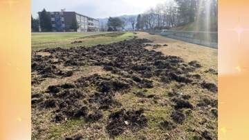 イノシシの脅威…秋田の生活圏に迫る　小学校のグラウンド掘り返すなど被害が深刻化　「クマより厄介」と専門家が警鐘