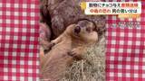 「「かわいそうだと思った」マーモットに“チョコレート”与えた疑いで30代男性を書類送検　死に至るおそれも　大阪・守口市」の画像1