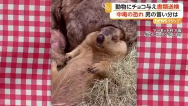 「かわいそうだと思った」マーモットに“チョコレート”与えた疑いで30代男性を書類送検　死に至るおそれも　大阪・守口市