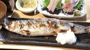 サーモン・サバ高騰でニシンが注目　漁獲量と価格が安定　多い小骨は「骨切り」で食べやすく　担当者「脂がのって身もふわふわ」