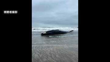 体長17メートルのクジラ漂着　ナガスクジラか　台風接近で撤去見送り、立ち入り注意呼びかけ　千葉・匝瑳市