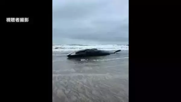 体長17メートルのクジラ漂着　ナガスクジラか　台風接近で撤去見送り、立ち入り注意呼びかけ　千葉・匝瑳市