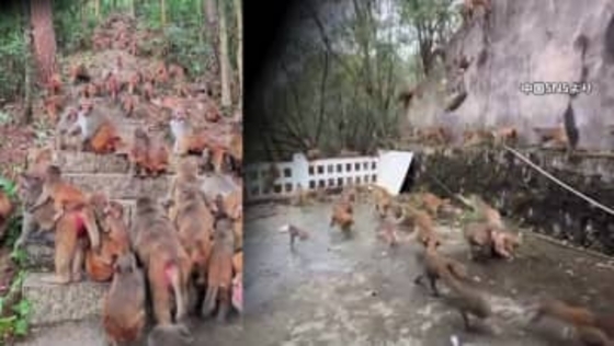100頭超“サル軍団”に…観光客の餌やりなどでサル急増　市街地にまで出没やりたい放題の迷惑行為も「保護動物」で手出しできず　中国