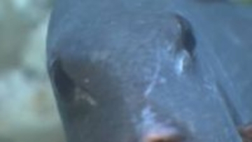 富山湾で初捕獲された幻の魚「ボウズモンガラ」が魚津水族館に登場！ 5年前に和名がついた謎多き深海魚