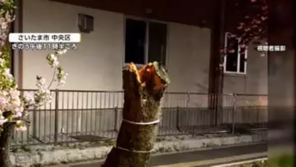 強風の影響か？また砧公園で5本目の倒木、さいたま市でも桜ポッキリ　川崎市では500トンのおもり落下3人死亡