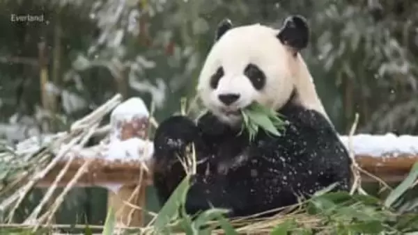 中国と韓国が新たなパンダ貸与に向け協議を開始　現在はソウル近郊で4頭を飼育