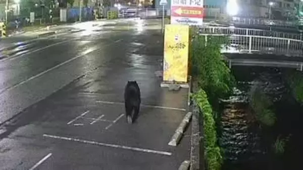 【速報】宇都宮市のクマ確保　麻酔銃2発を発射し檻の中へ