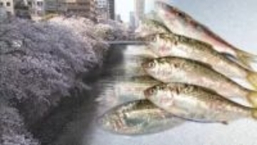 「有毒なものが流れてる？」大量の魚の死骸　桜の名所・目黒川に…専門家「花びらでプランクトン大量発生が関係」