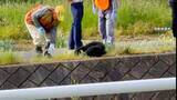 「東京都内でクマによる死者か　“上半身のない”性別不明の遺体発見　岩手でも男性遺体…クマ被害か　専門家「繁殖期オスは気性荒い」」の画像1