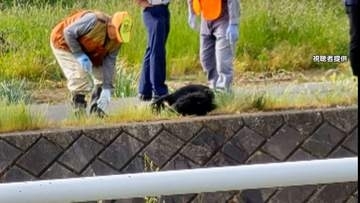 東京都内でクマによる死者か　“上半身のない”性別不明の遺体発見　岩手でも男性遺体…クマ被害か　専門家「繁殖期オスは気性荒い」