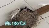 「「非常に珍しい」専門家も驚く“真っ白なツバメ”　福井・永平寺町で見つかる　巣立ち後すぐに姿見えなく…住民ら「元気でいて」」の画像1