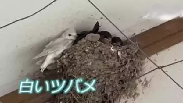 「非常に珍しい」専門家も驚く“真っ白なツバメ”　福井・永平寺町で見つかる　巣立ち後すぐに姿見えなく…住民ら「元気でいて」